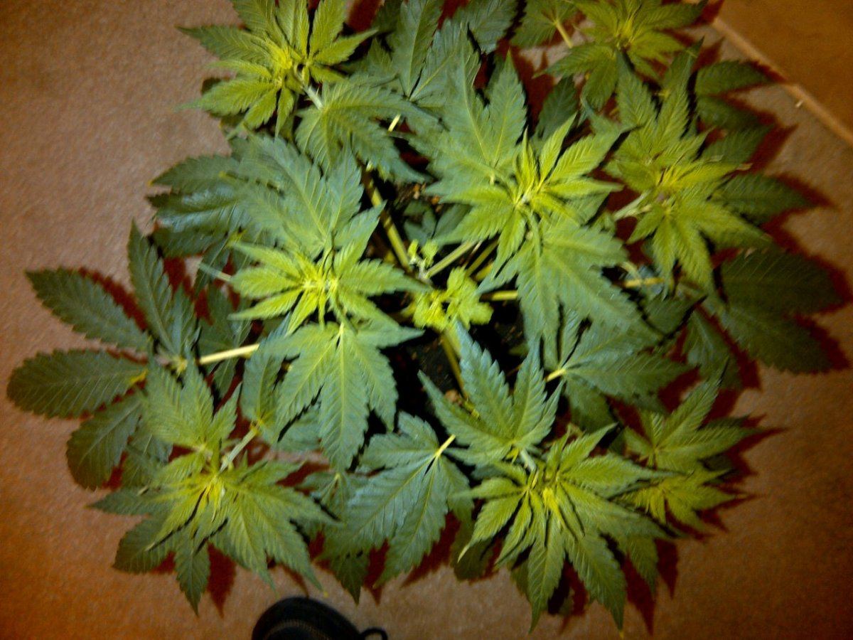 Lung candy 1 a day 7