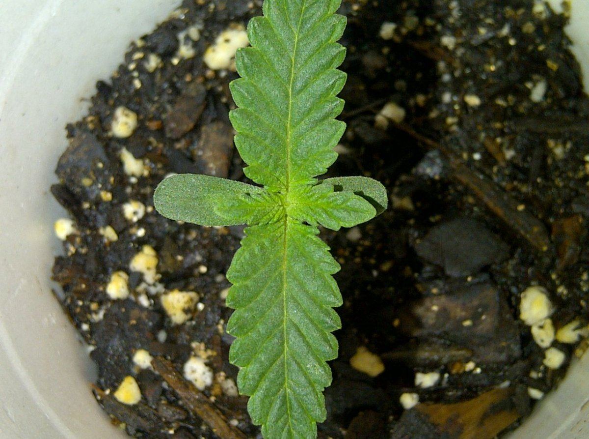 Lung candy  1 a