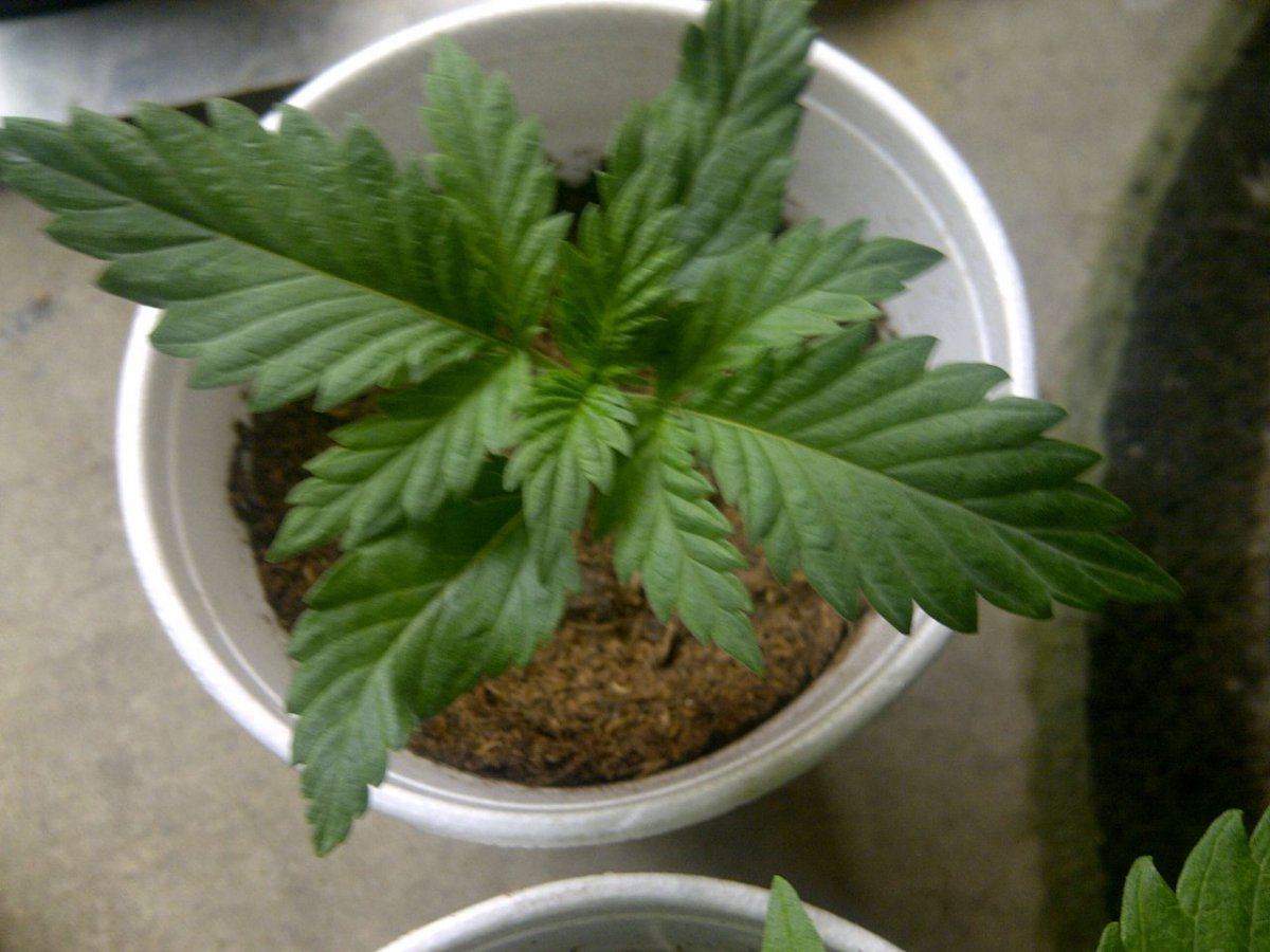 Lung candy  1 a