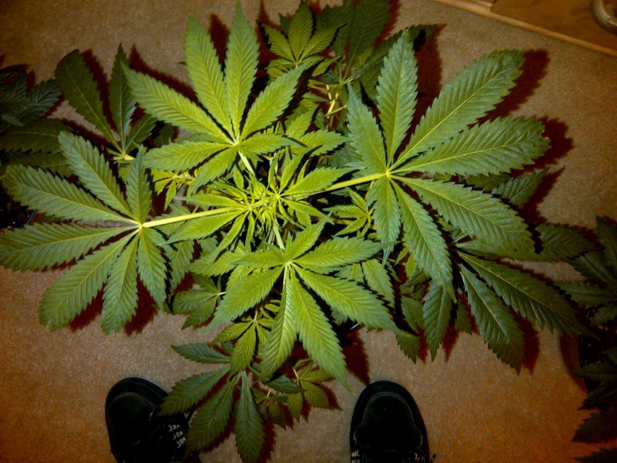 Lung candy  1 b day 7