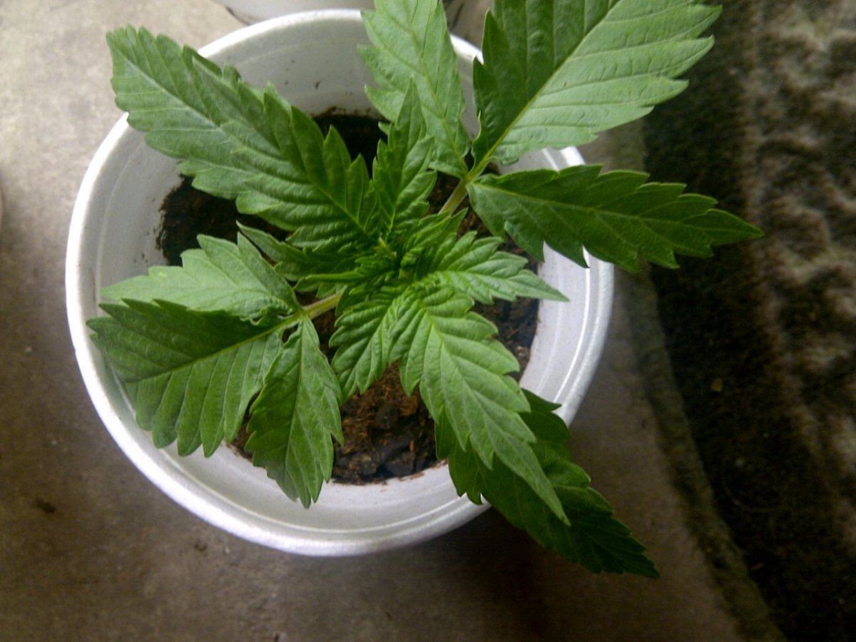 Lung candy 1 b