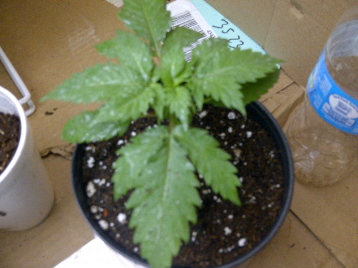 Lung candy 11 1