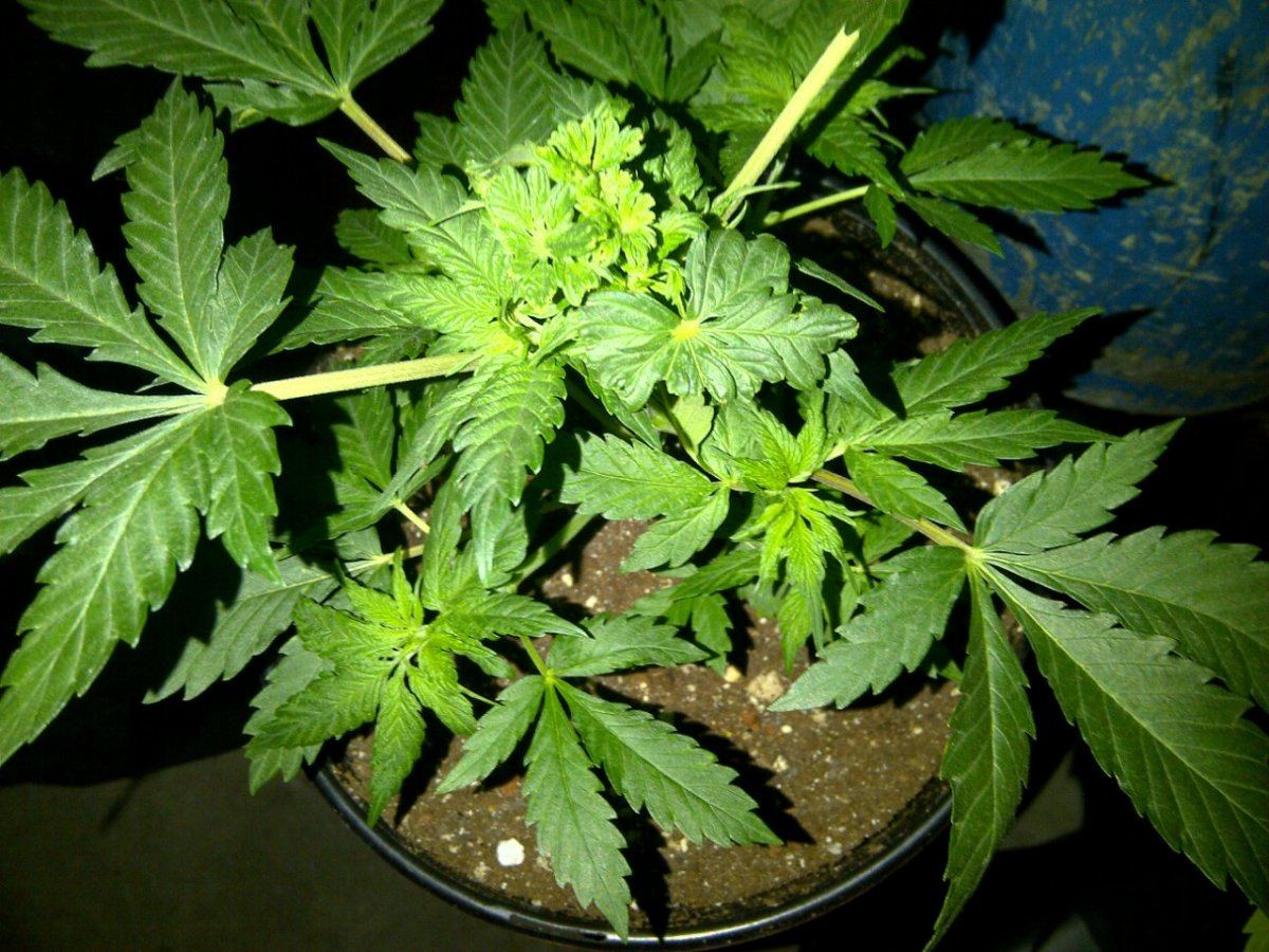 Lung candy a