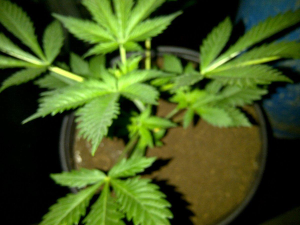 Lung candy b