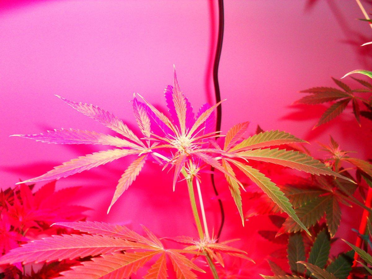 Lung candy1  2