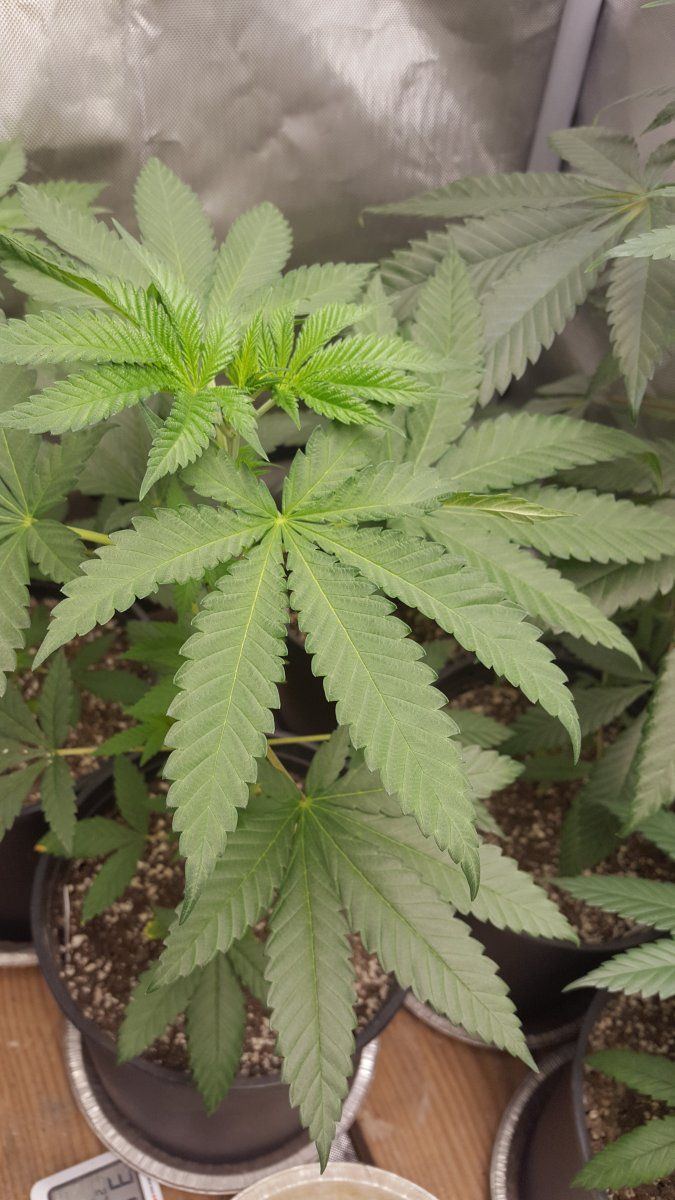 LW1leaf
