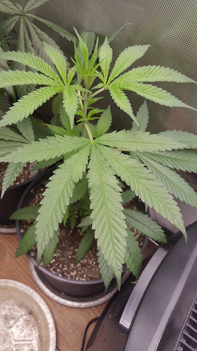 LW2leaf