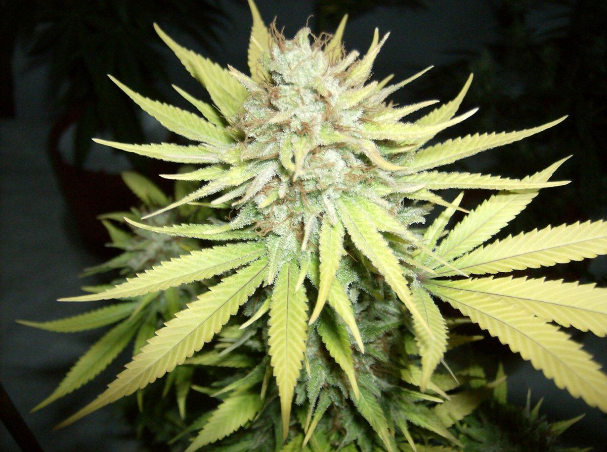 LW 2 70 days Chop 4