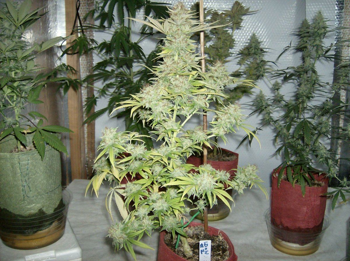 LW 2 70 days Chop 5