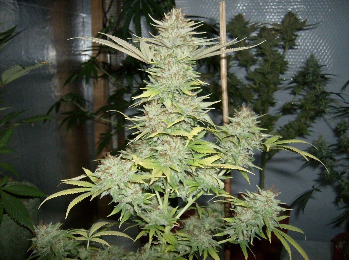 LW 2 70 days Chop 6