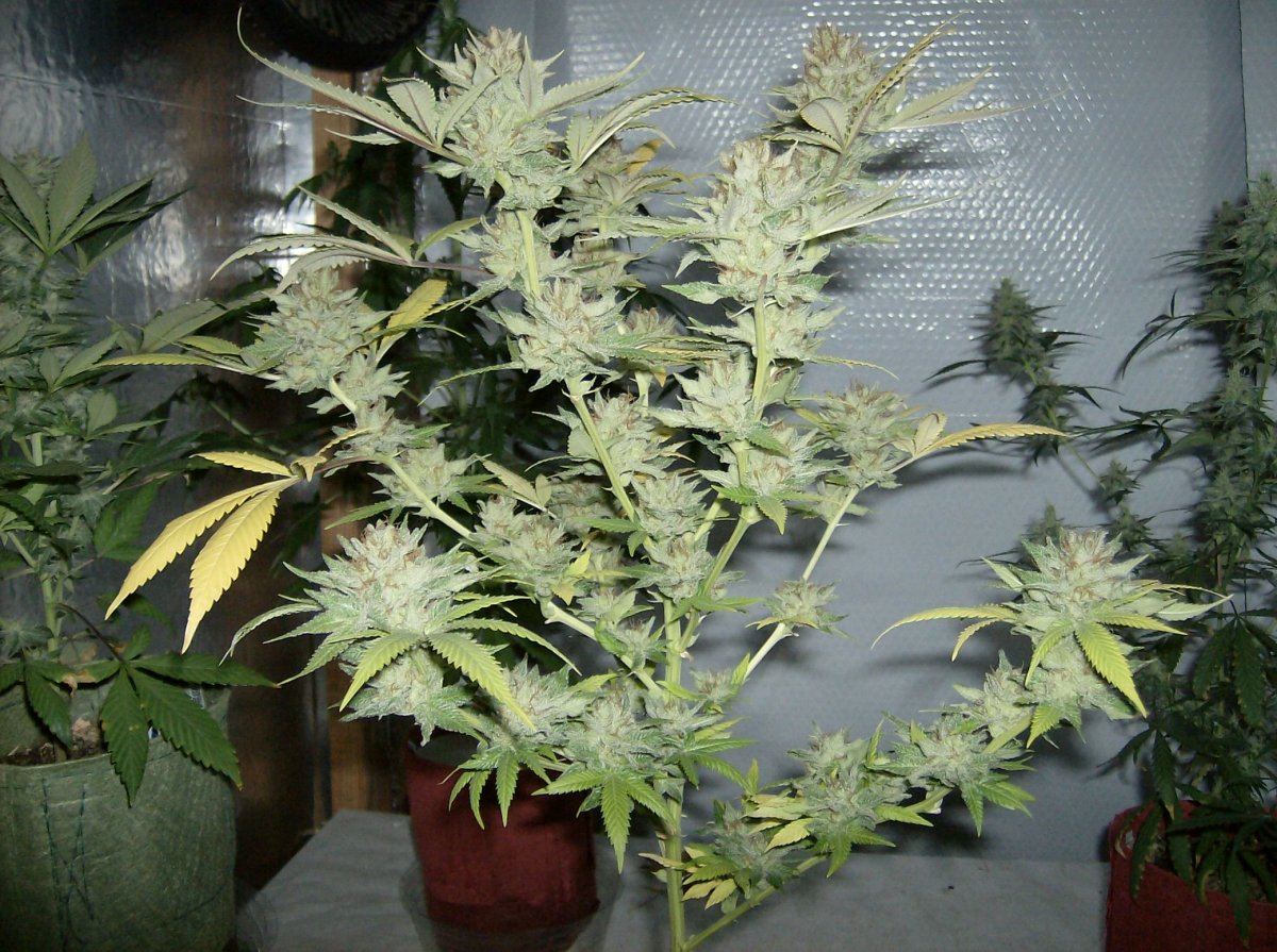 LW 9 70 days Chop 2