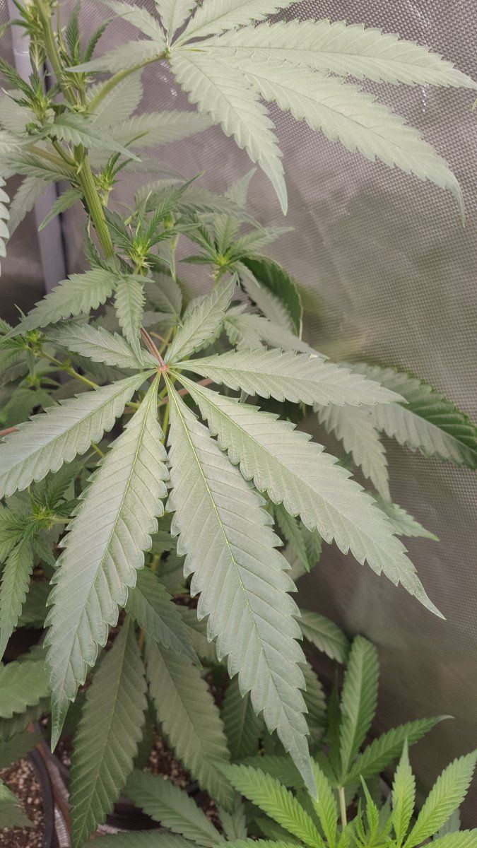 LWCQleaf