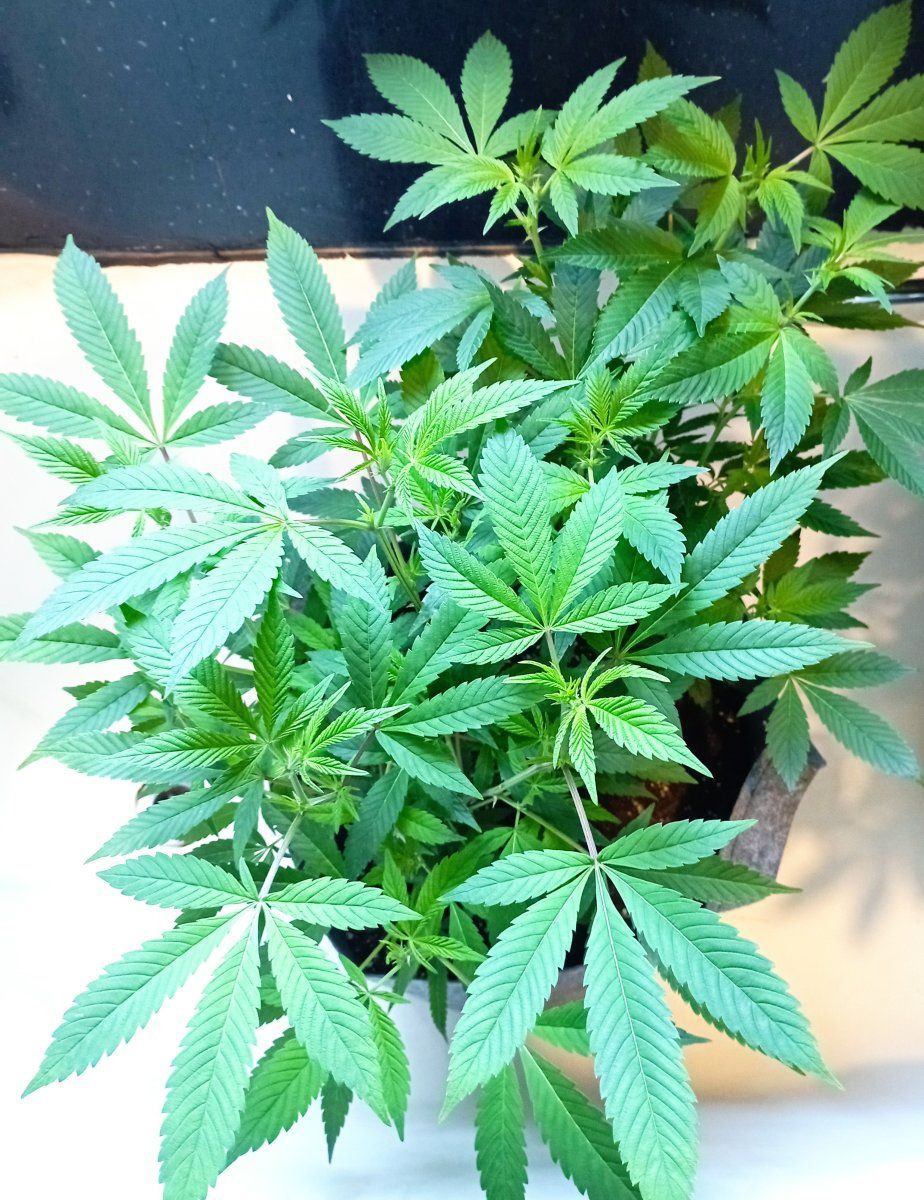 Lynxclones