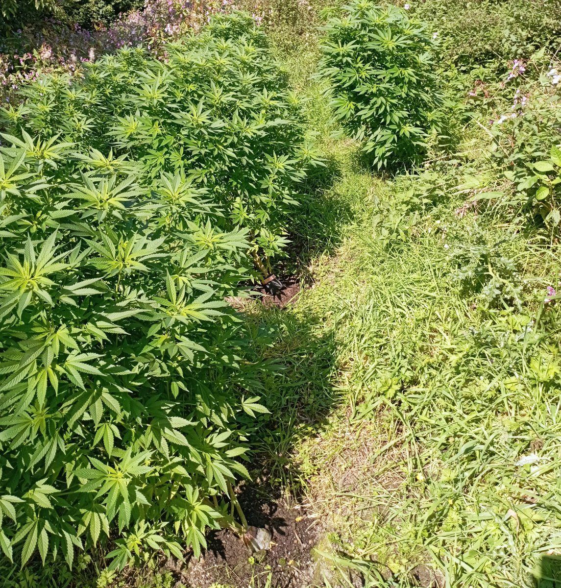 Lynxplants