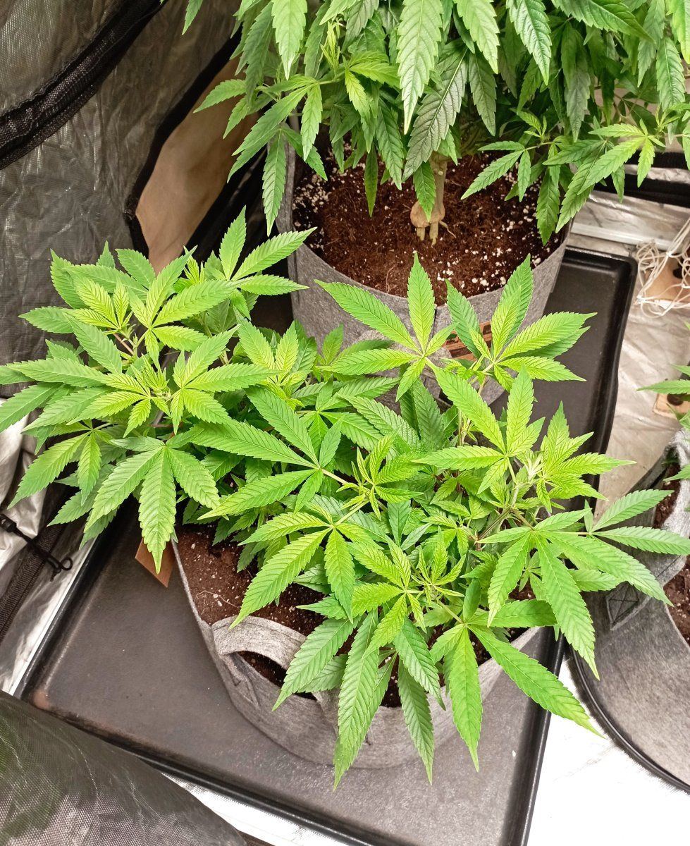 Lynxx clones