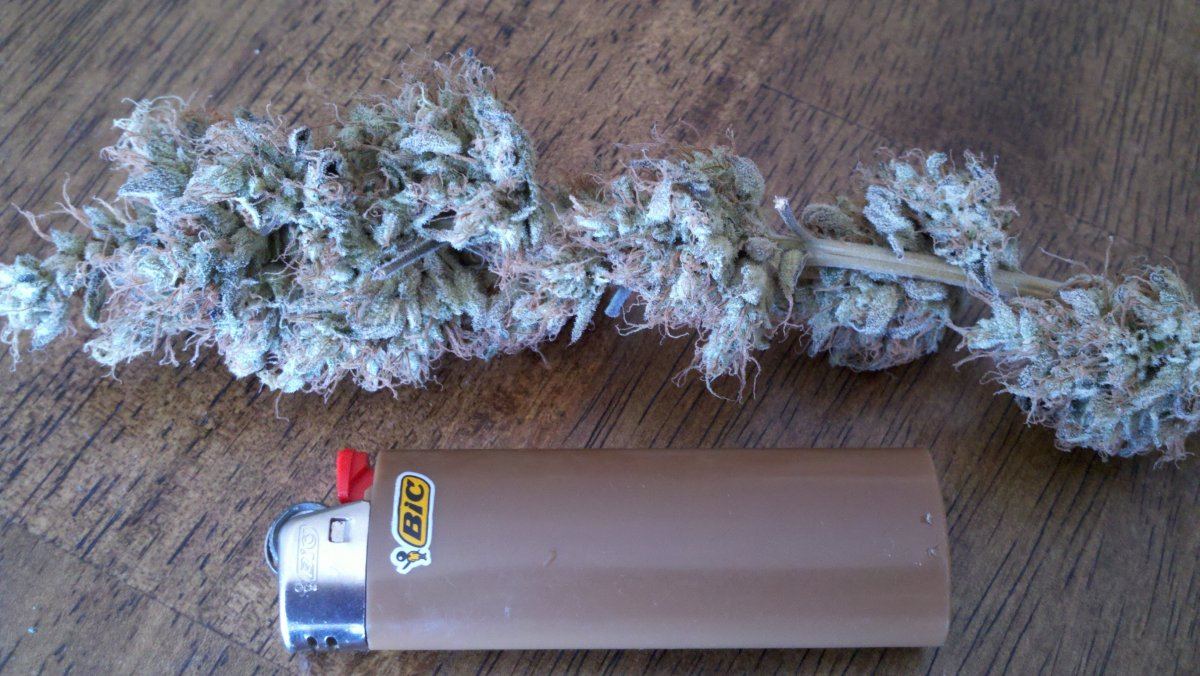 M x dud3bharvest