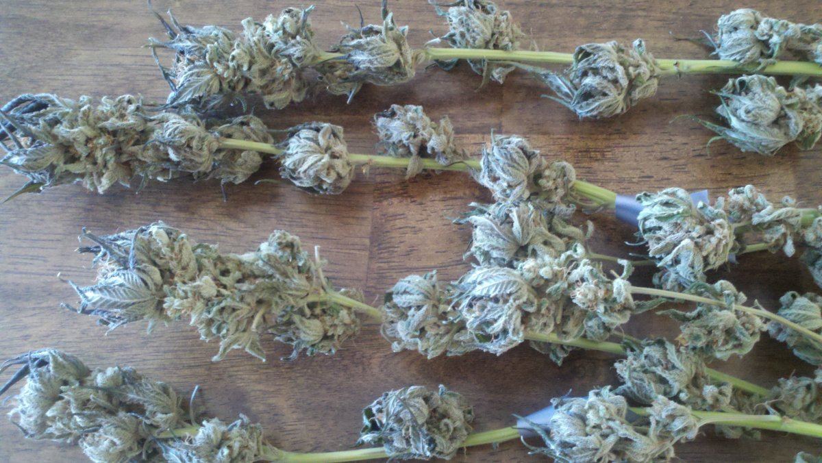 M x dud4bharvest