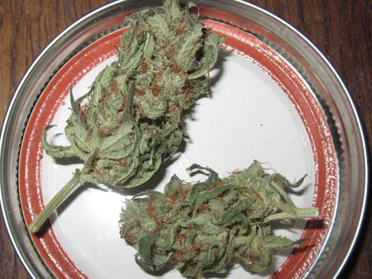 M16 kush