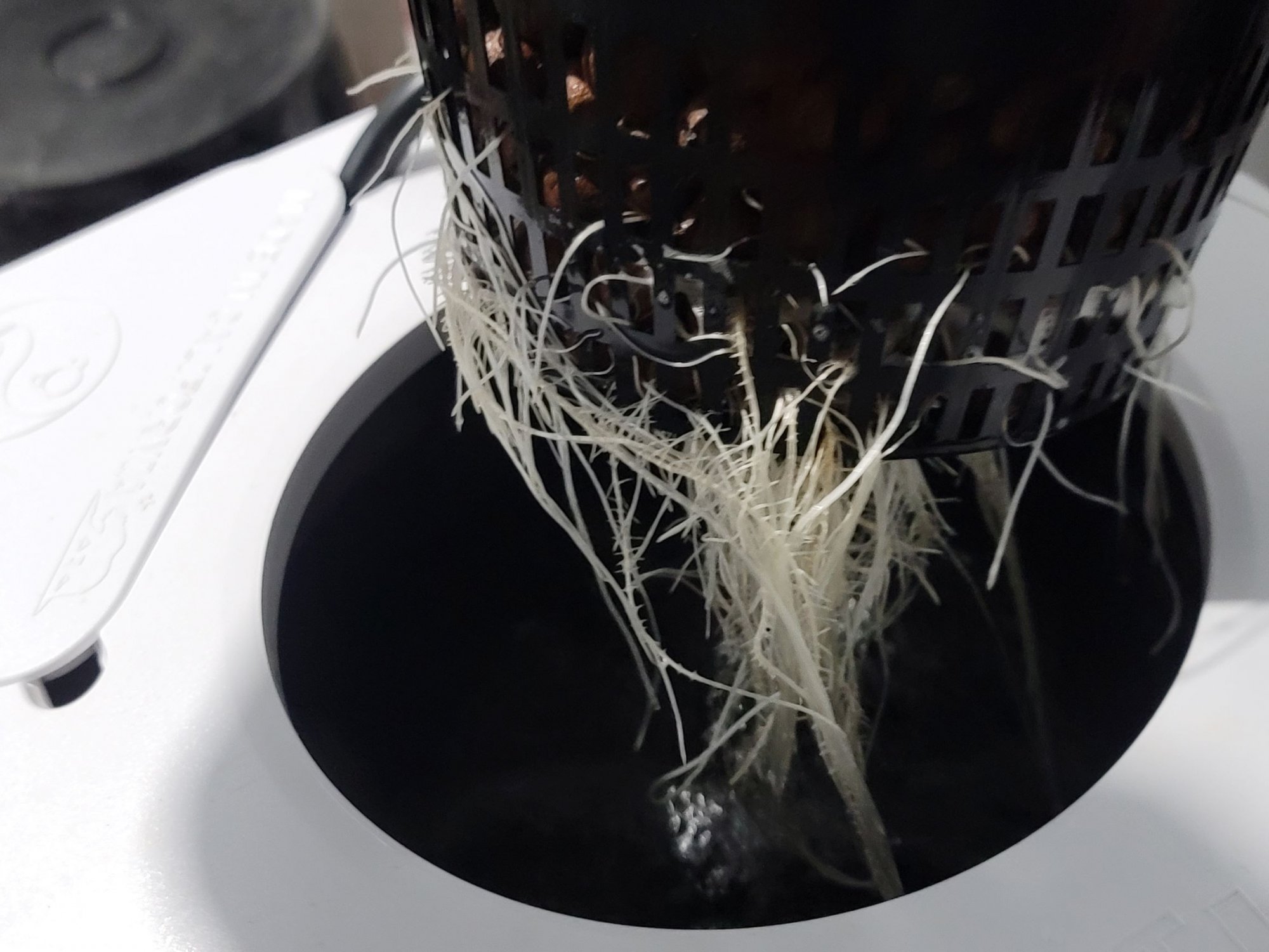 M21 LF roots