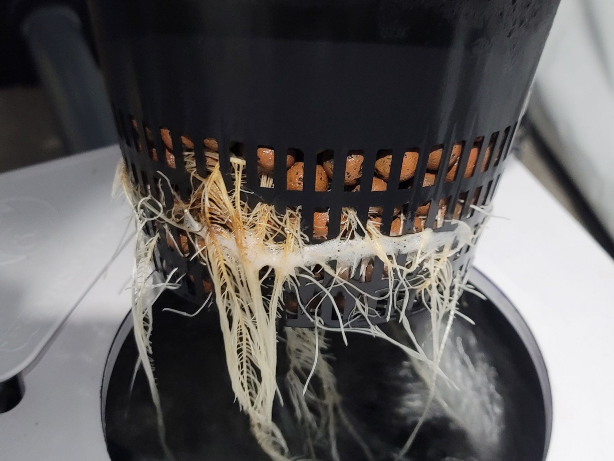 M21 RF roots