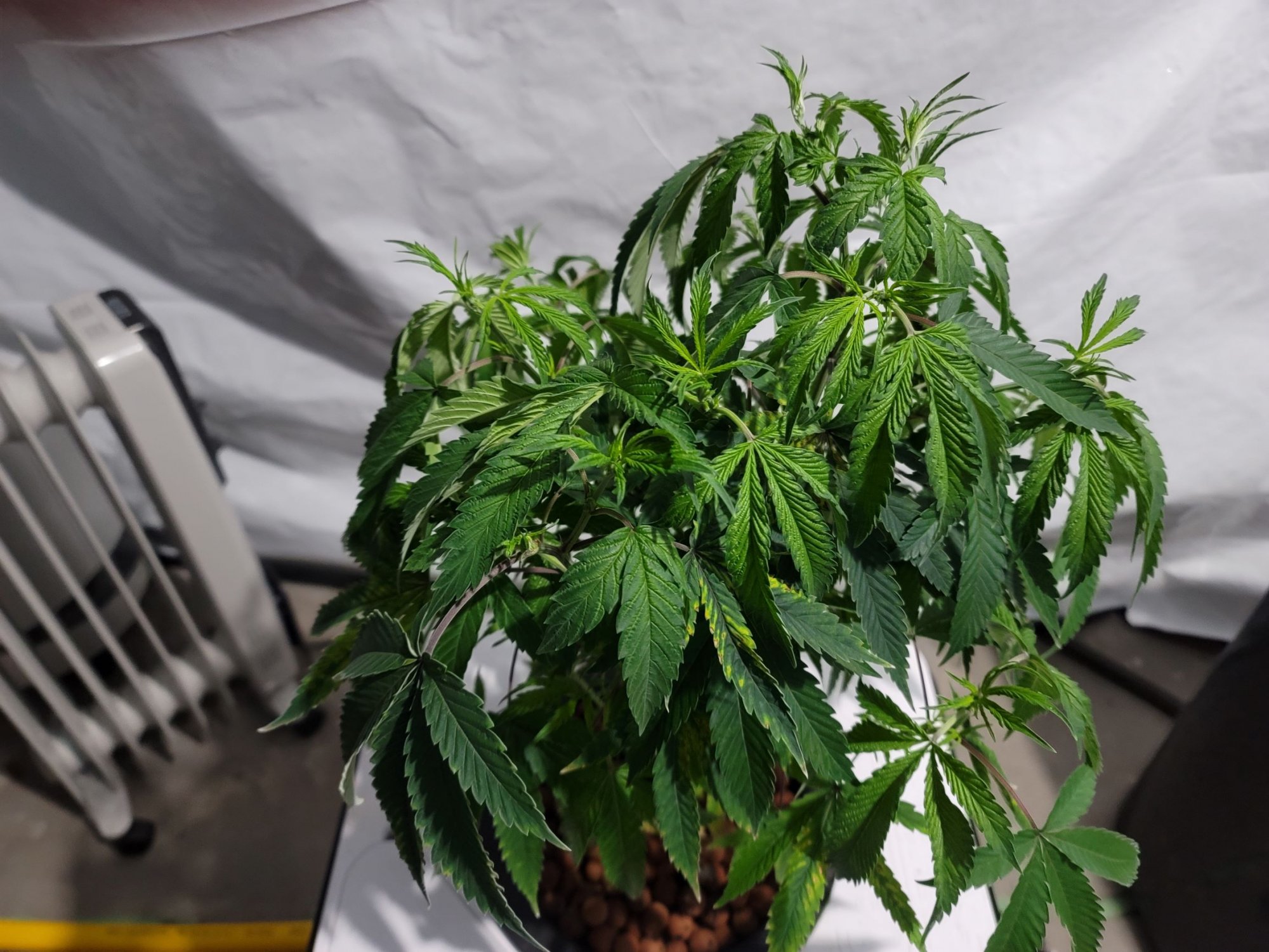 M23 LB leaf