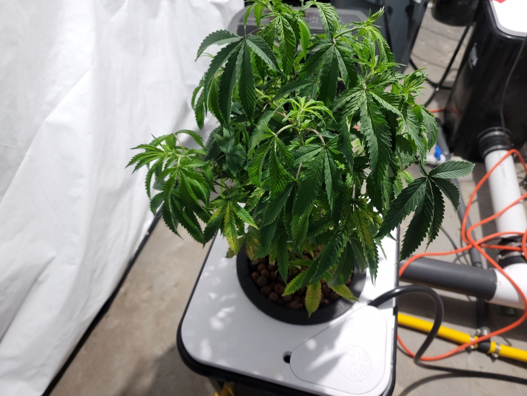 M23 RF leaf
