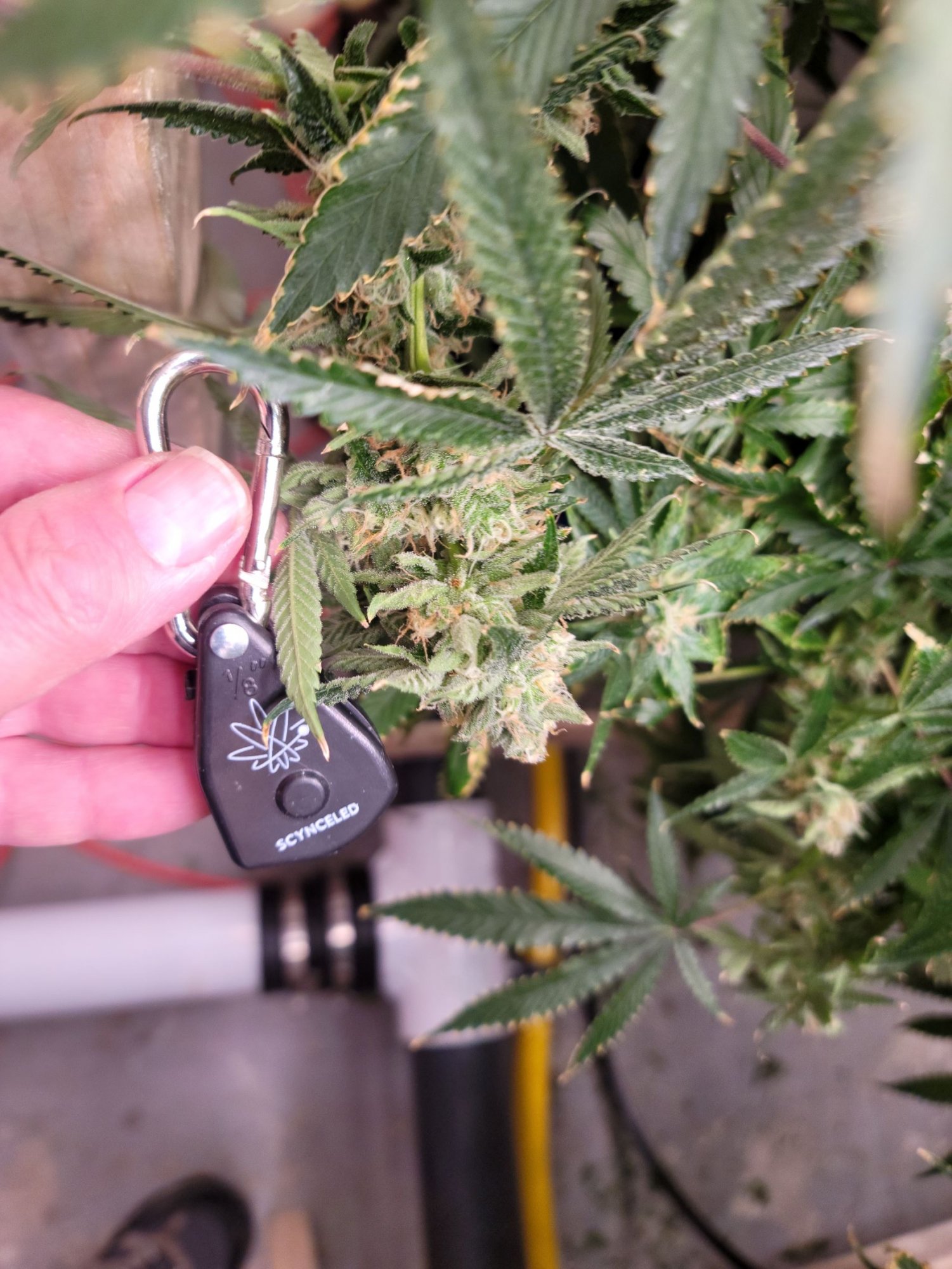 MA20 smaller bud