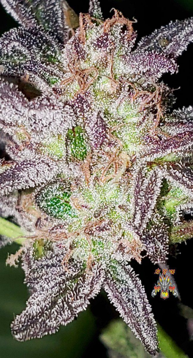 Mac dragon f2  6