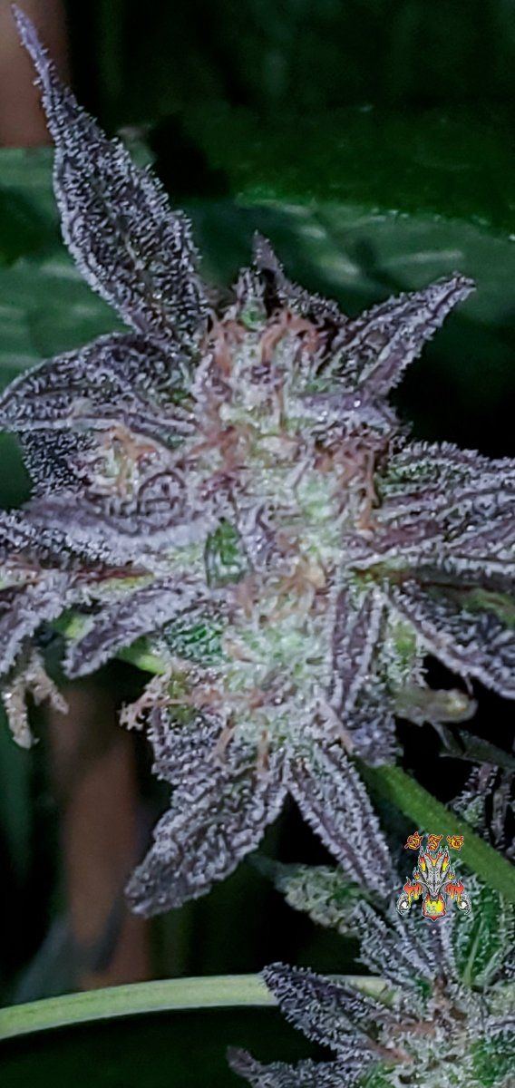 Mac dragon f2  7