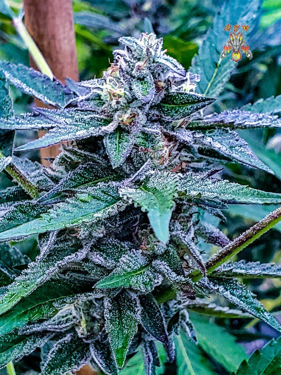 MAC DRAGON F2 via 18 3