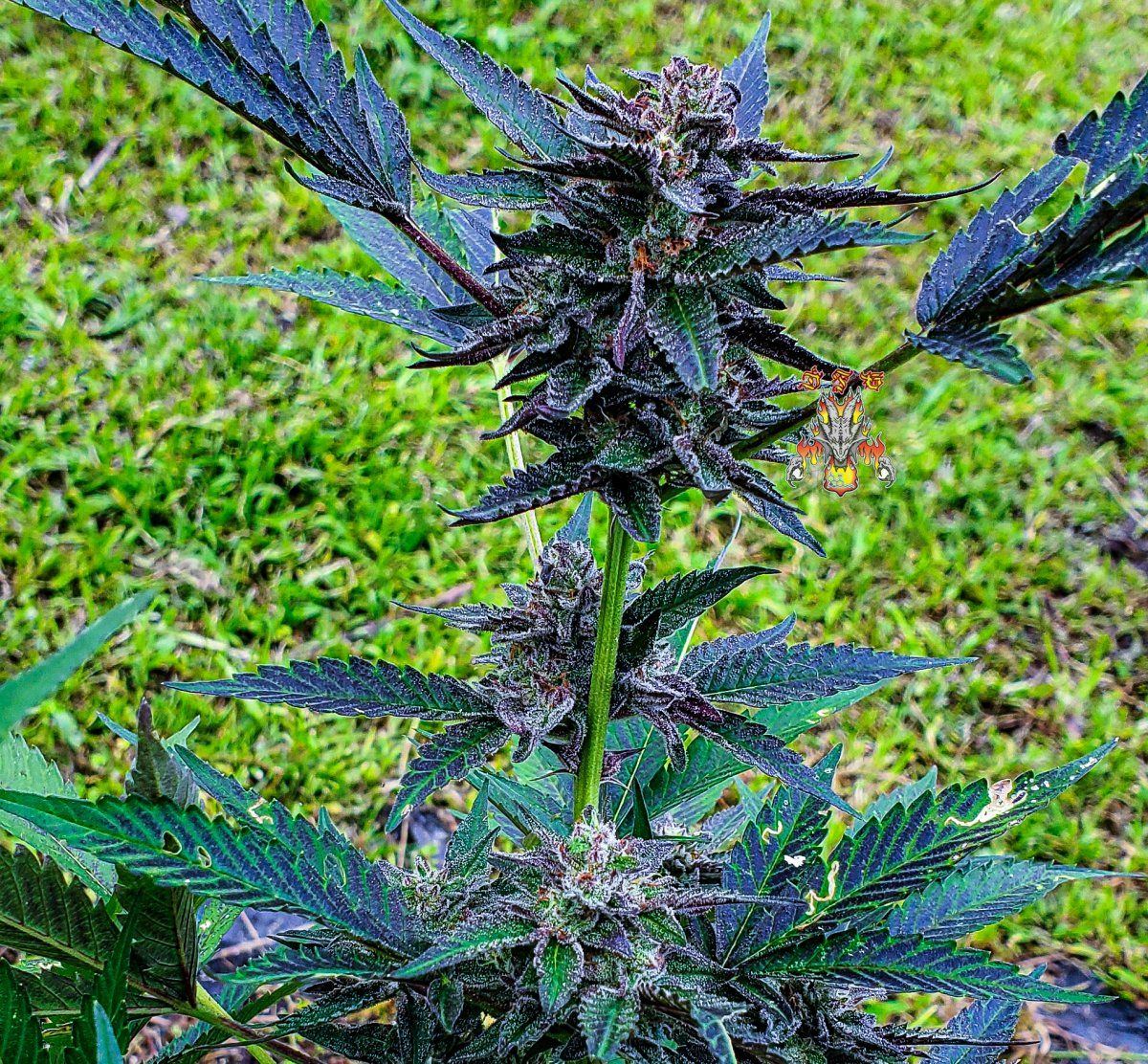 MAC DRAGON F2 via 18 4