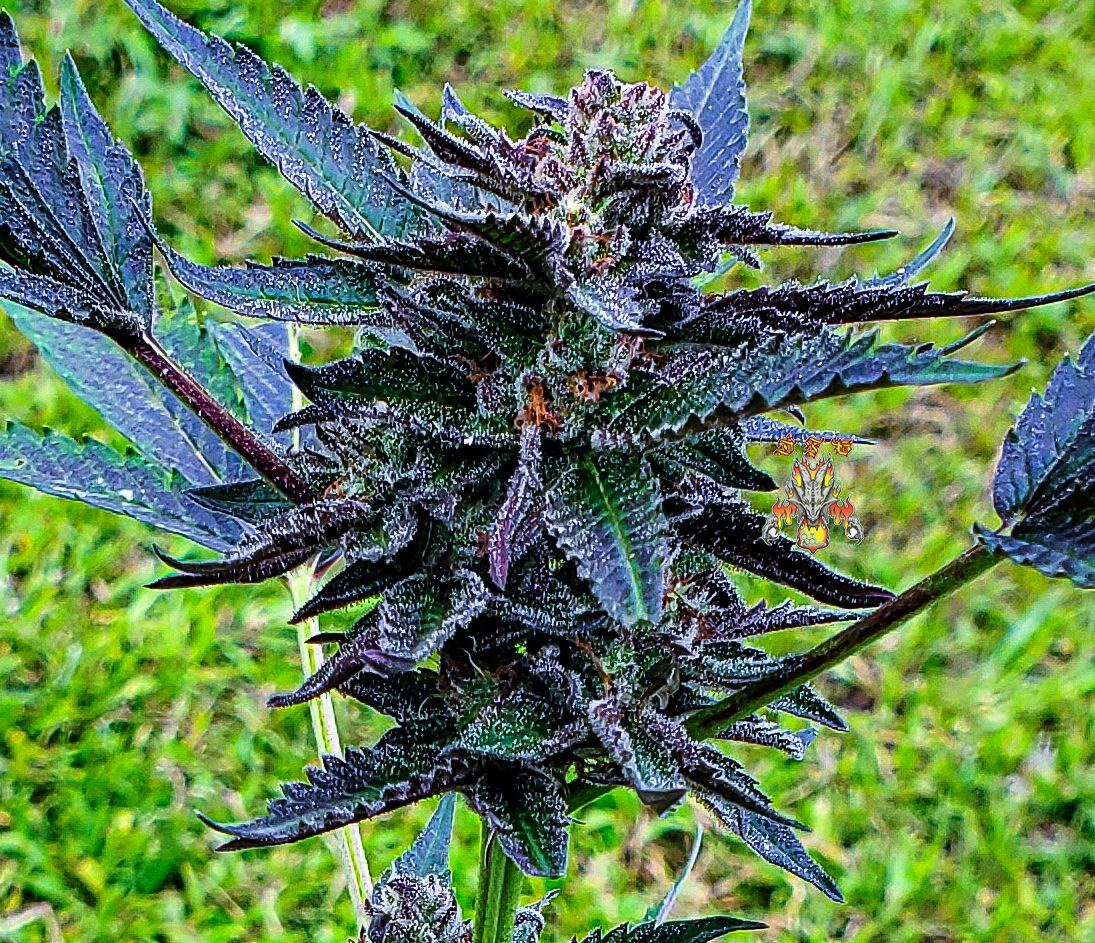 MAC DRAGON F2 via 18 6
