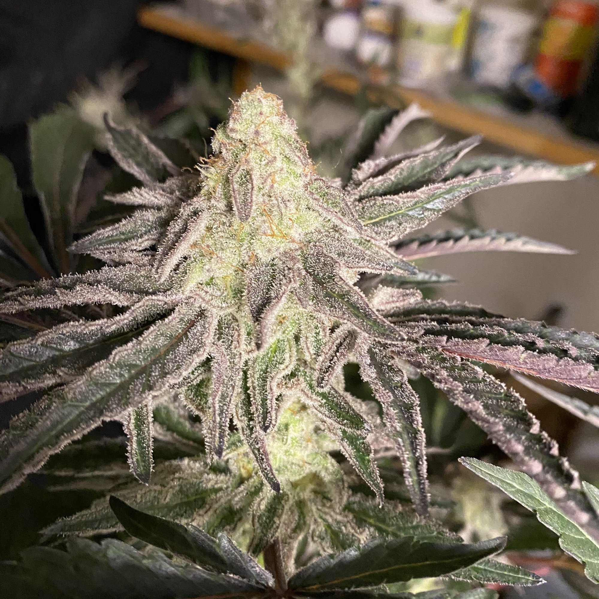 Mac1 cut