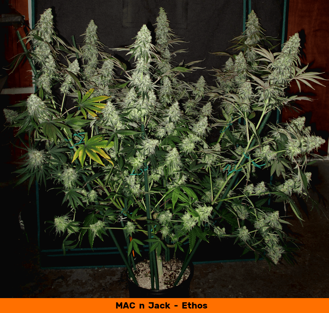 Mac N Jack full 1050   Copy