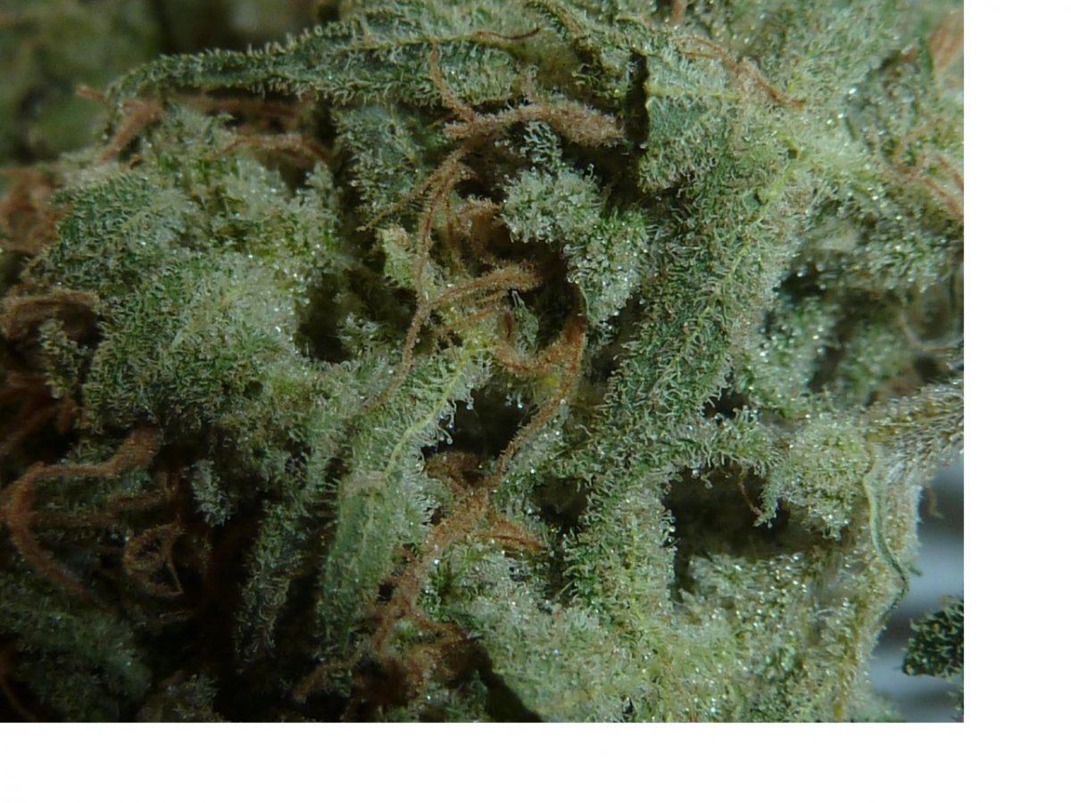 Macro 006