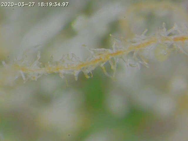 Macro photography 4