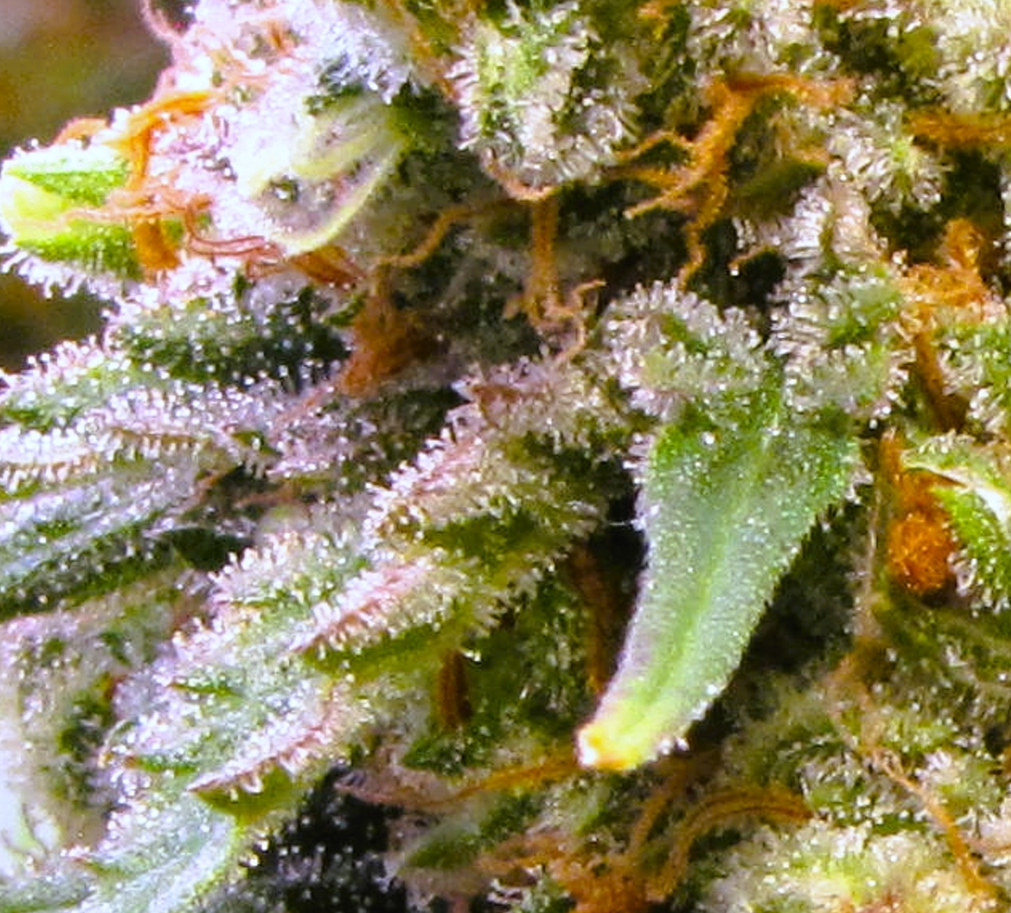 Macro