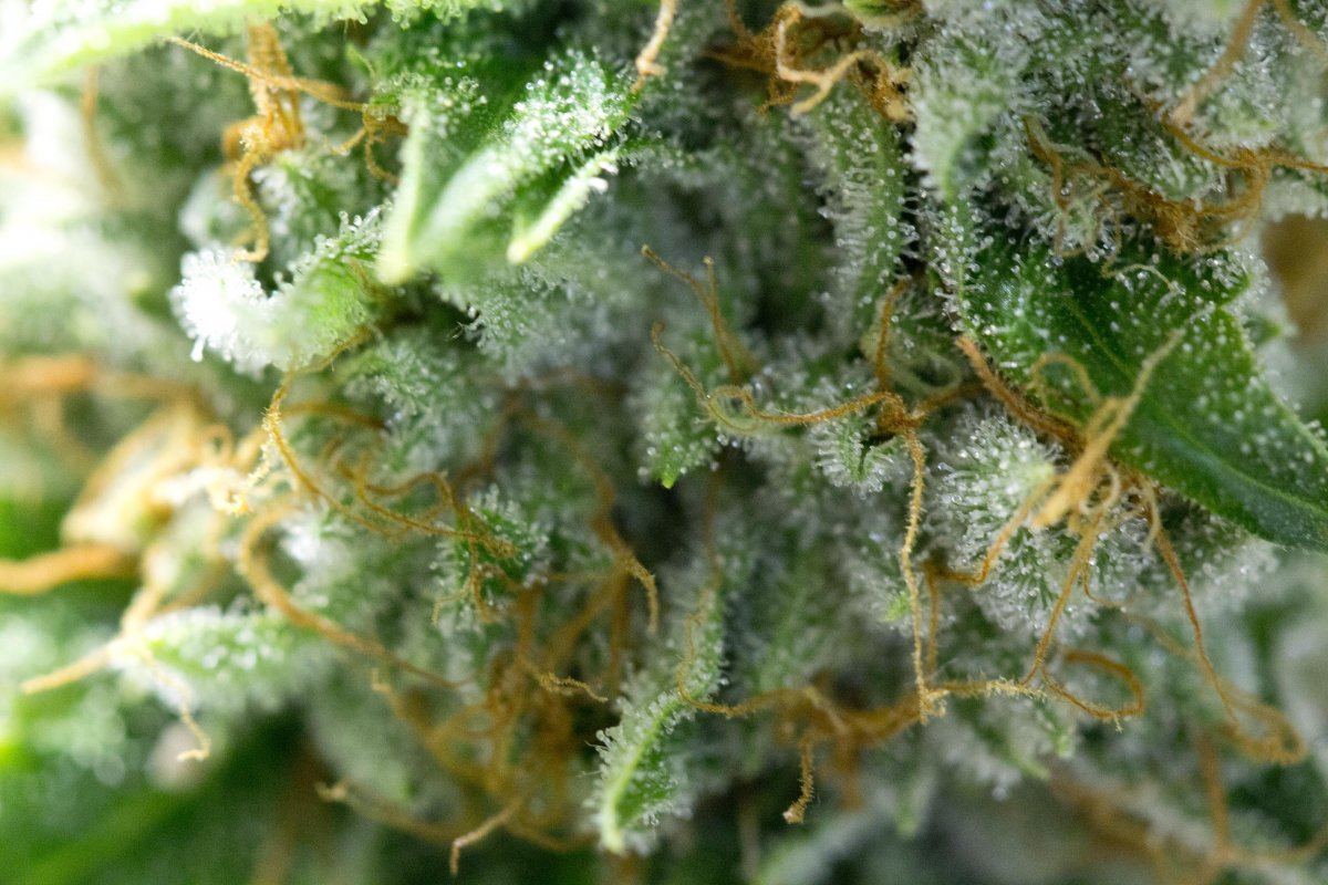 Macro4