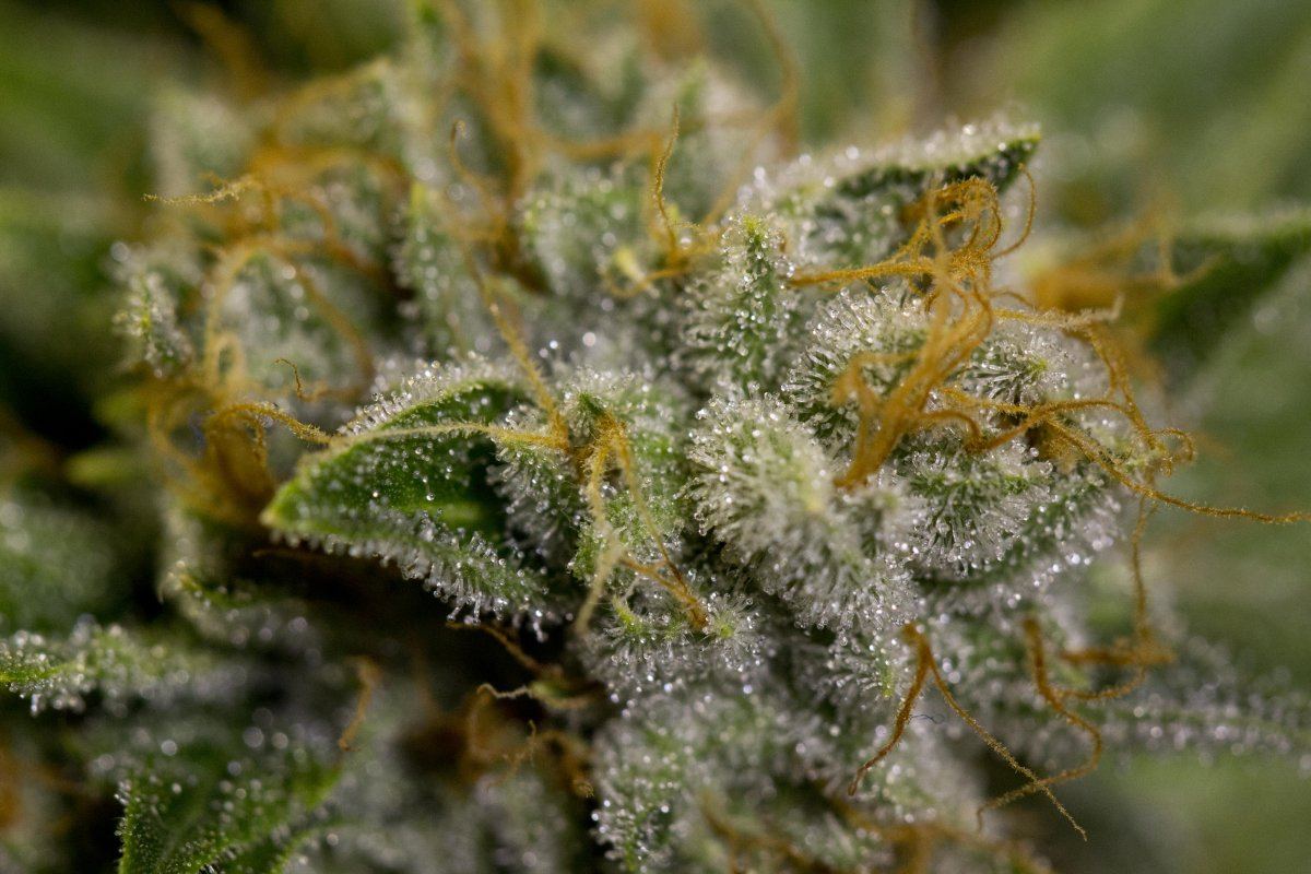 Macro5