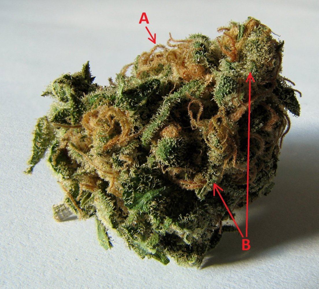 Macro cannabis bud2