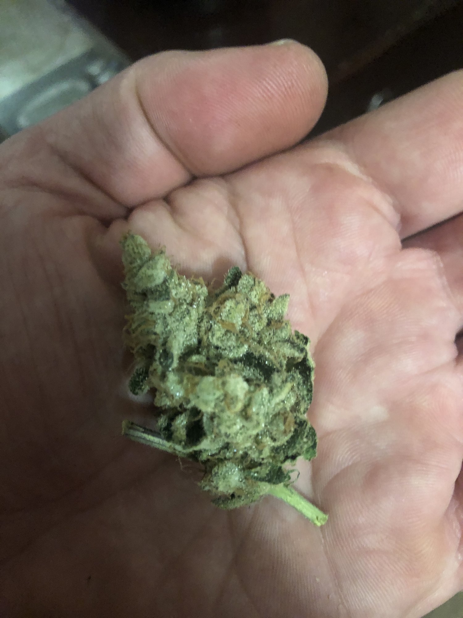 Mad hatters 1st written documented grow 3