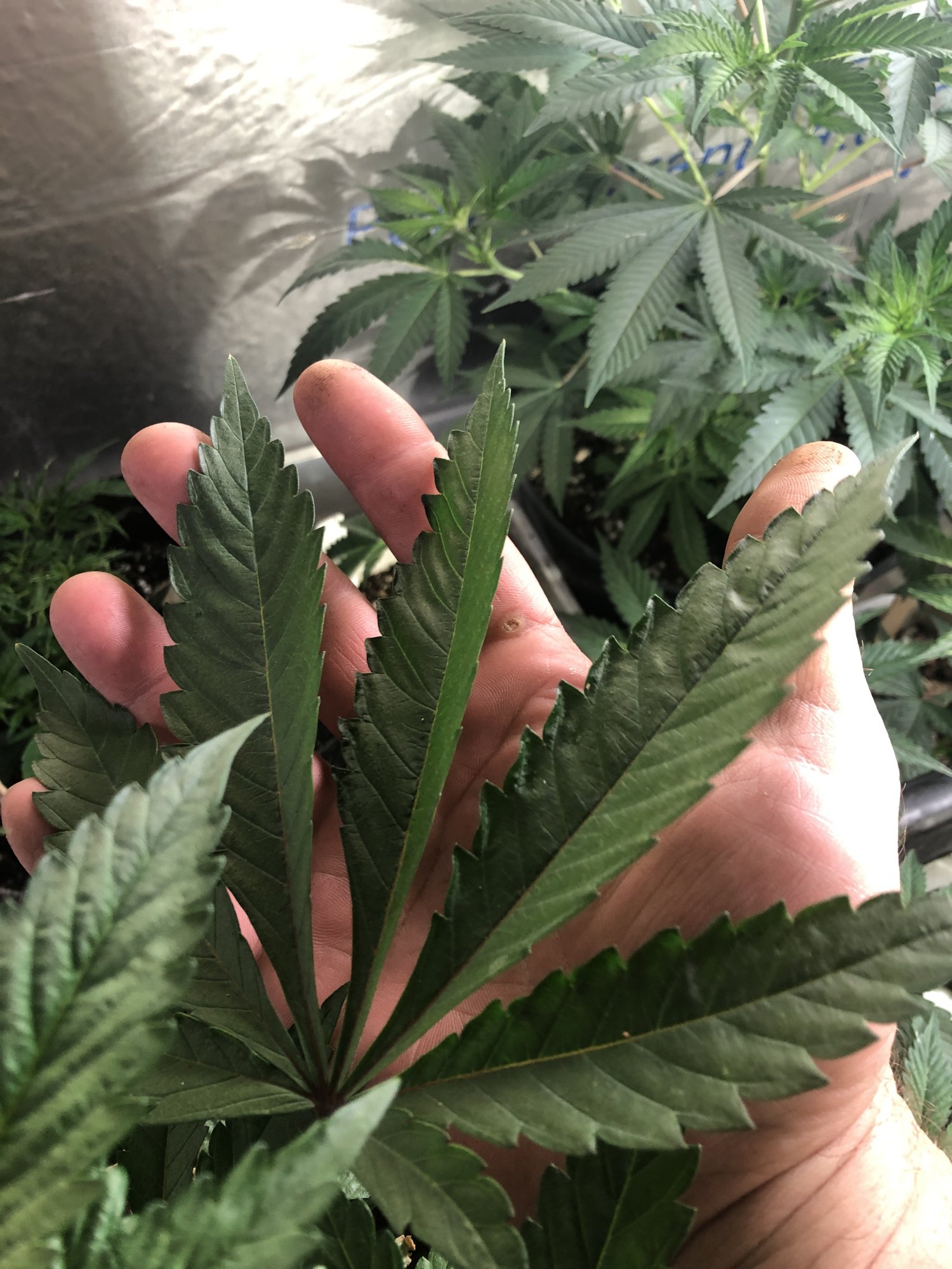 Mad hatters 1st written documented grow 4