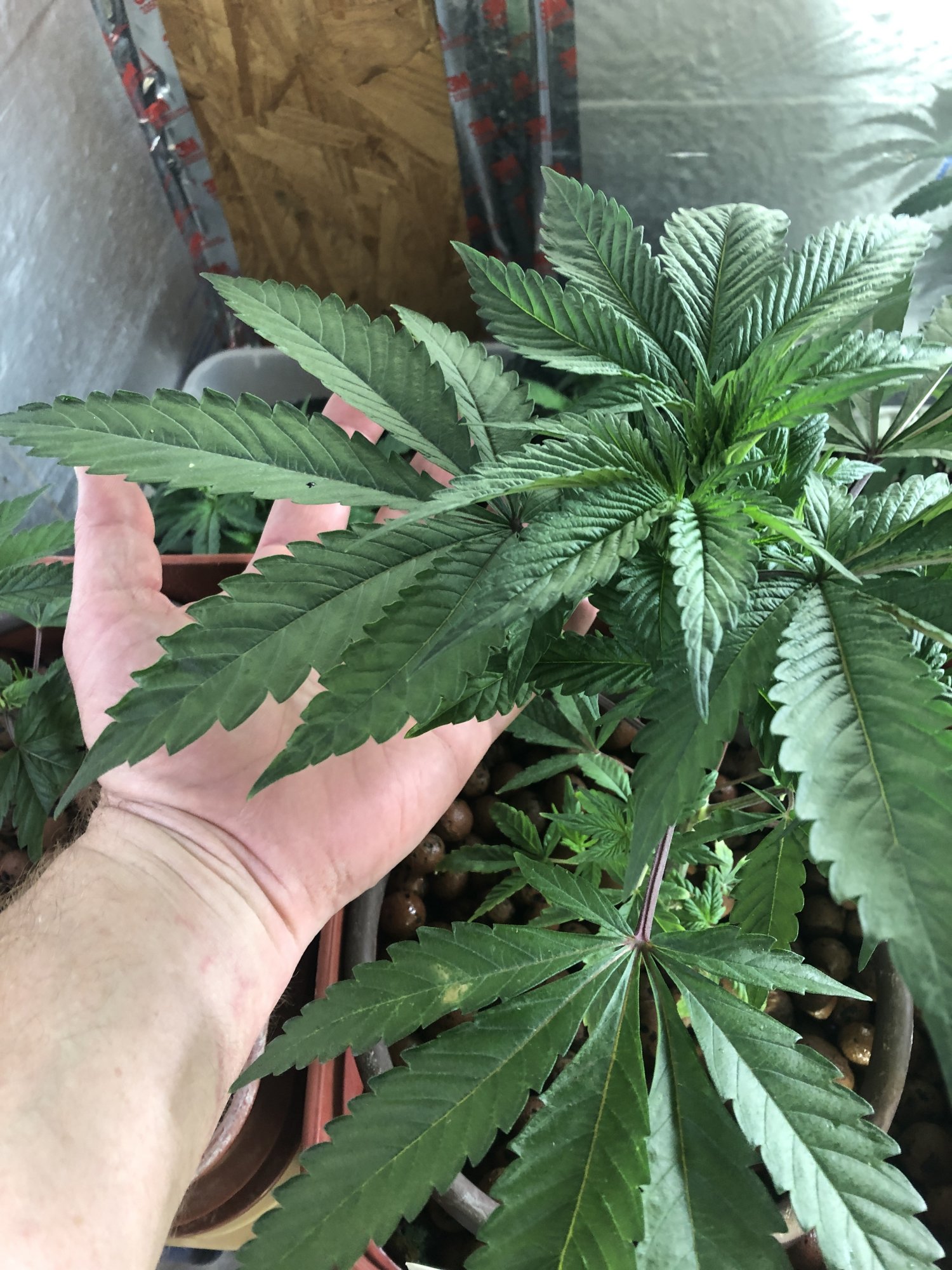 Mad hatters 1st written documented grow 6