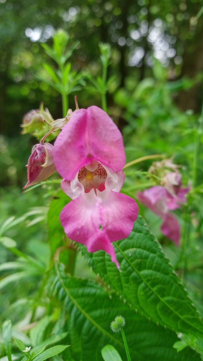 Mad wp flower