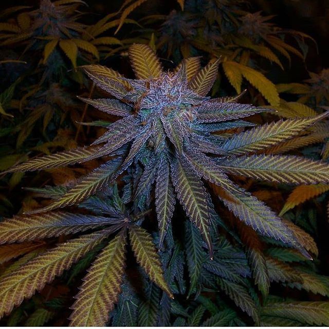 Madd PurpleUrkle
