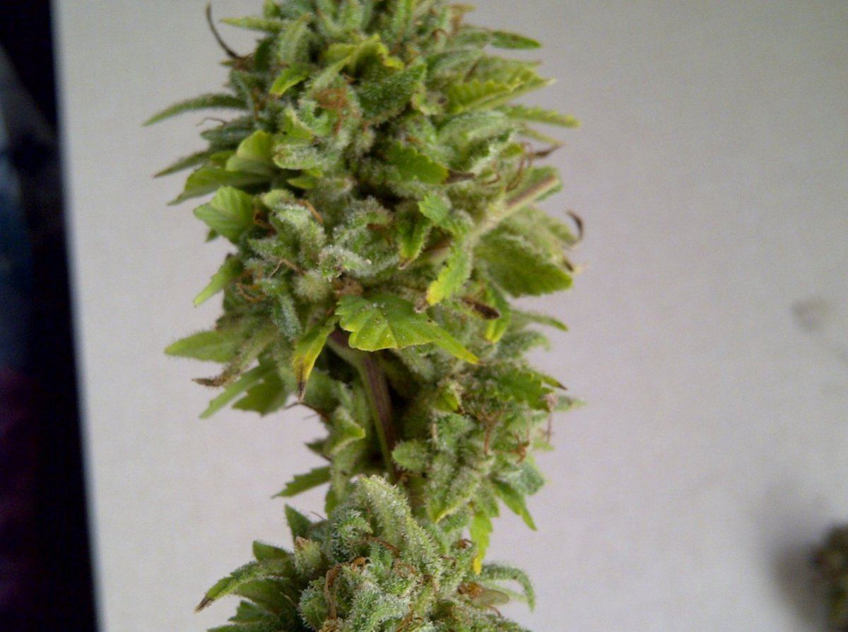 Madness bud from harvest