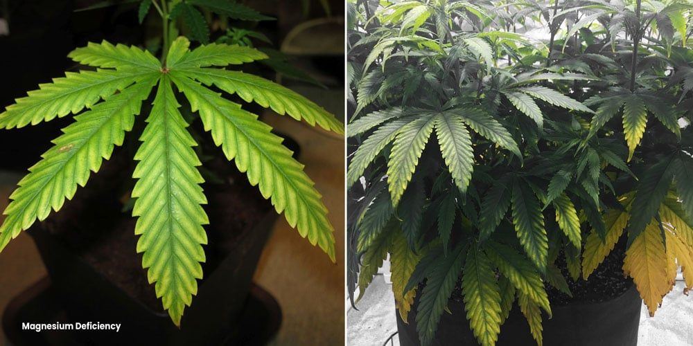 Mag deficiency