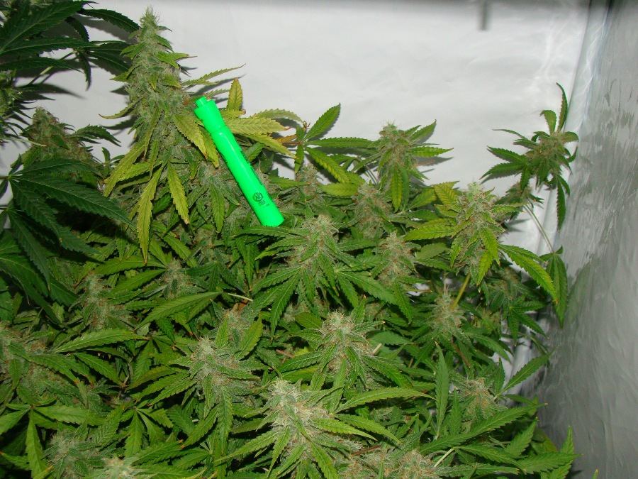 Magic Monkey DWC 12 12 from seed Day 78 21