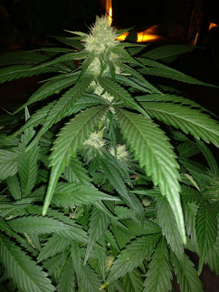 Magicbulletxhypergluehouser5818