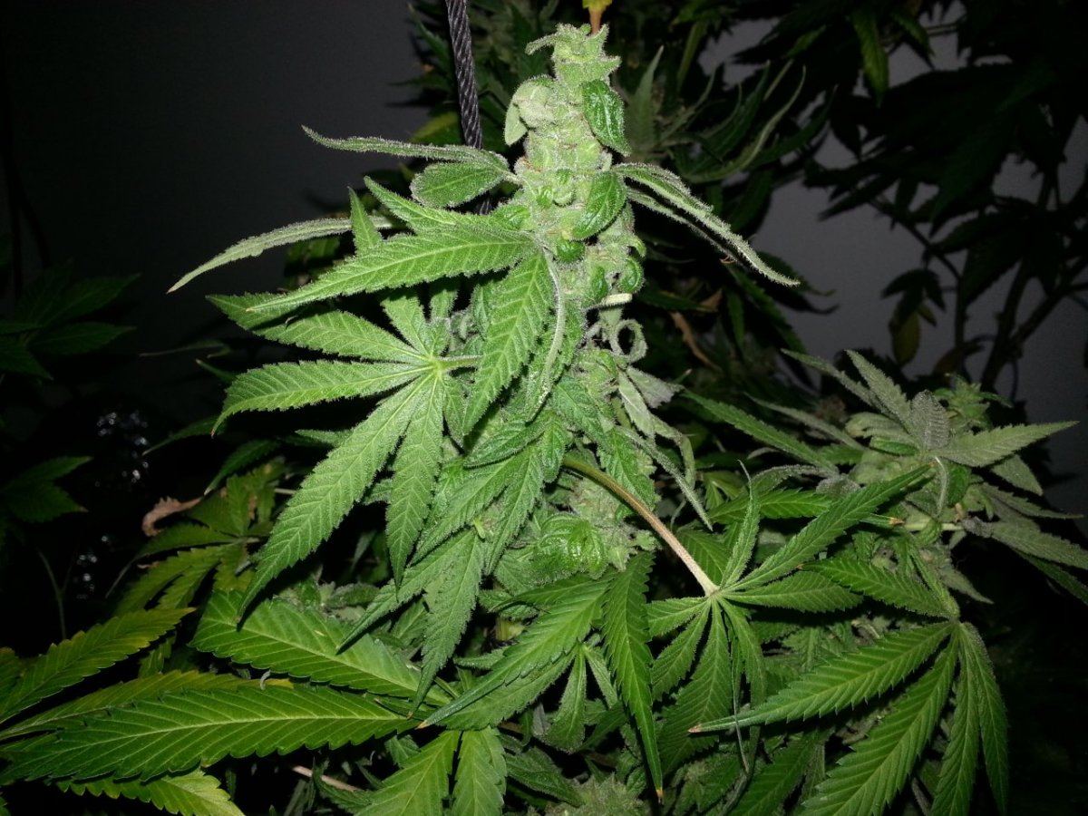 Magik seeded 6 weeks
